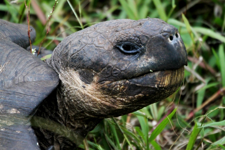 galapagos